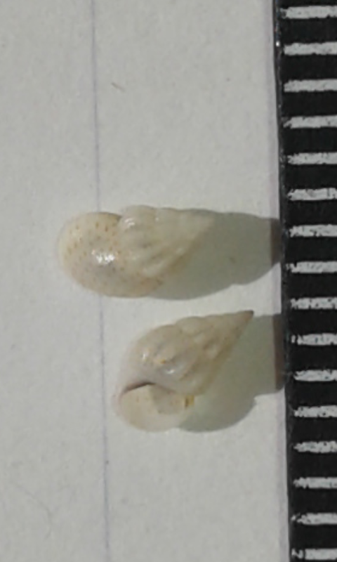 Rissoidae : Rissoa sp.?